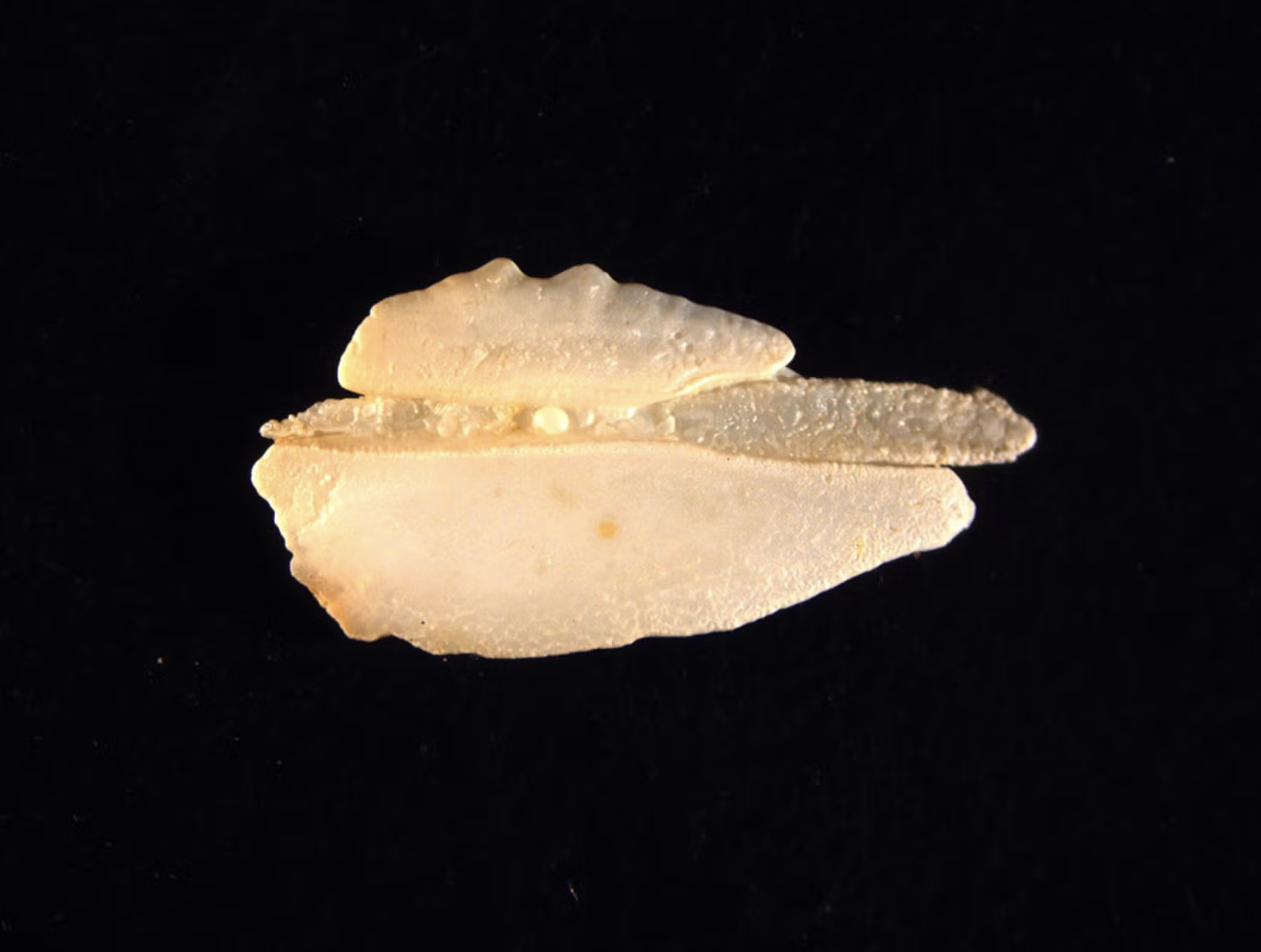 Otolith