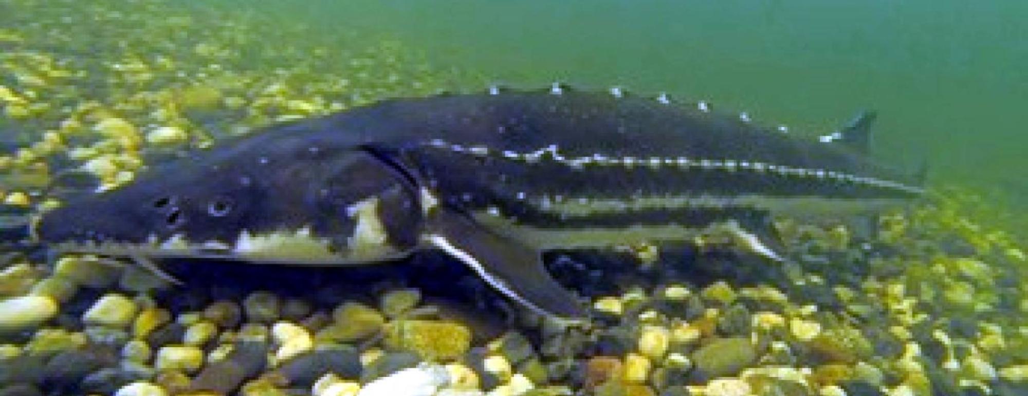 Adult Green Sturgeon